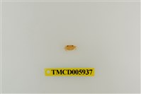 藏品(拉氏清溪蟹)的圖片